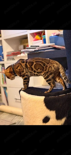 Pui Bengal Din Părinți Inregistrati TICA ( pedigree) 