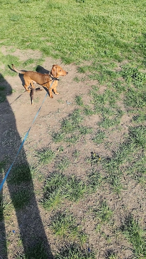 catel techel talie mică  - imagine 2