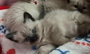 Puiuti pisica Birmaneza 5 saptamani - imagine 4