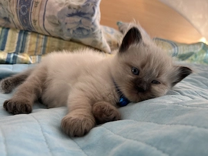Puiuti pisica Birmaneza 5 saptamani