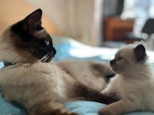 Puiuti pisica Birmaneza 5 saptamani - imagine 3