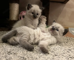 Puiuti pisica Birmaneza 5 saptamani - imagine 2