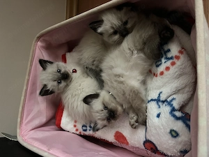 Puiuti pisica Birmaneza 5 saptamani - imagine 5