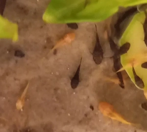 Vand pui de ancistrus albino si negri