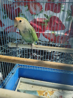 Agapornis mascul  - imagine 2