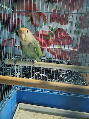 Agapornis mascul  - imagine 3