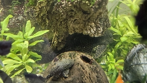 Vand Pterygoplichthys gibbiceps