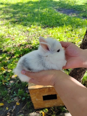 Vând iepuri cap de leu