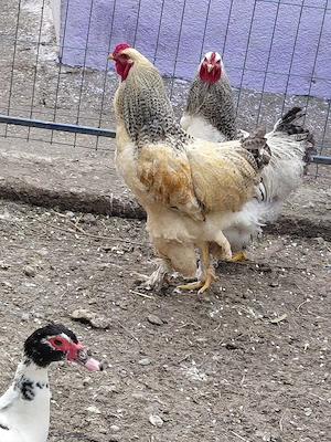 Vand cocosi,gaste de rasa - imagine 3