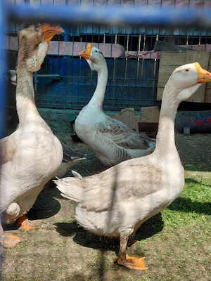 Vand cocosi,gaste de rasa - imagine 2