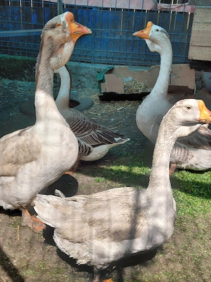 Vand cocosi,gaste de rasa