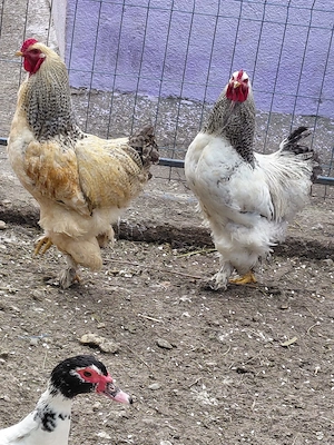 Vand cocosi,gaste de rasa - imagine 4