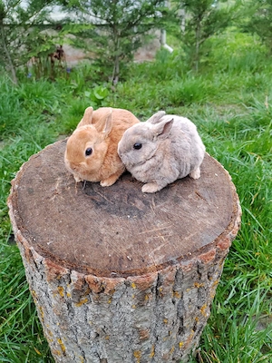 Vând iepurasi Rex pitic 