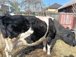 Vand vaca gestanta a fata pe 30 aprilie  - imagine 3