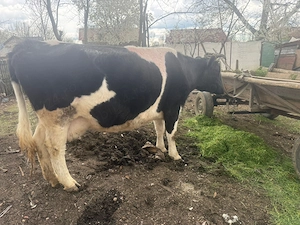 Vand vaca gestanta a fata pe 30 aprilie 