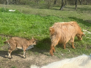 Vand capre bune de lapte cu cate 2 iezi si tapii in total 7 iezi si 4 capre  - imagine 4