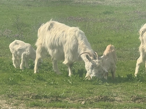 Vand capre bune de lapte cu cate 2 iezi si tapii in total 7 iezi si 4 capre  - imagine 2