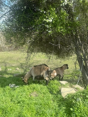 Vand capre bune de lapte cu cate 2 iezi si tapii in total 7 iezi si 4 capre 