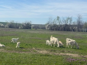 Vand capre bune de lapte cu cate 2 iezi si tapii in total 7 iezi si 4 capre  - imagine 3