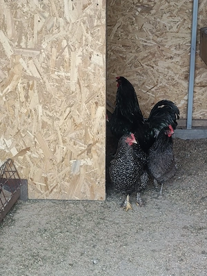 gainii si cocosi  - imagine 4