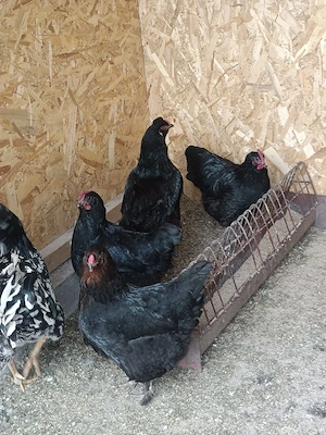 gainii si cocosi  - imagine 3