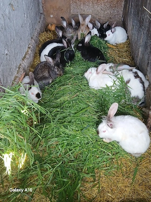 De vânzare iepuri  - imagine 4