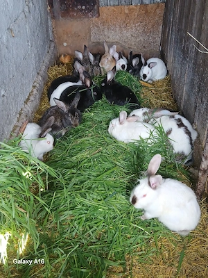 De vânzare iepuri  - imagine 3