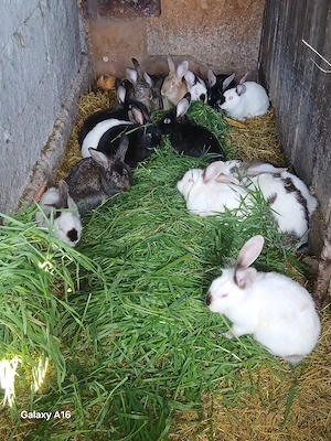 De vânzare iepuri  - imagine 5