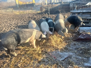 Disponibili vieri  - imagine 3