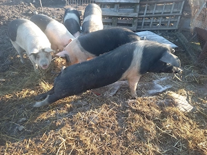 Disponibili vieri  - imagine 2