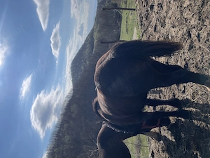 Vând mânz de 2 ani mai multe det în pv 