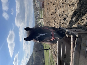 Vând mânz de 2 ani mai multe det în pv  - imagine 2