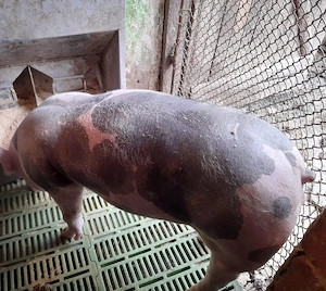 vand porci pietran - imagine 5