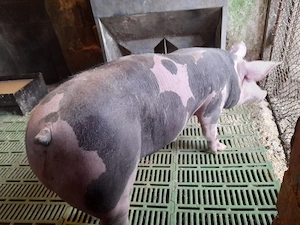 vand porci pietran - imagine 1