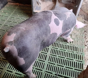 vand porci pietran - imagine 2