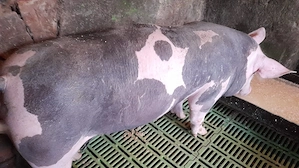 vand porci pietran - imagine 4