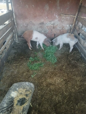 De Vânzare 2 purcele 35 40 kg una 