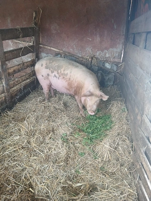 De Vânzare scrofă gestantă la prima fătare 