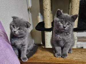Pisoiasi scottish fold si straight
