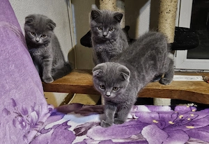 Pisoiasi scottish fold si straight vaccinati, cu carnetel inseriat - imagine 4