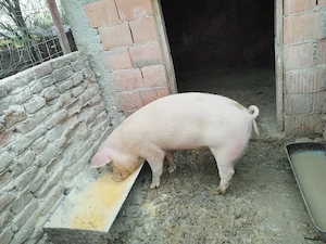 De vanzare - imagine 2