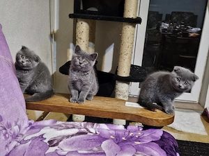 Pisoiasi scottish straight si fold