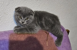 Pisoiasi scottish straight si fold vaccinati, carnetel cu serie - imagine 3