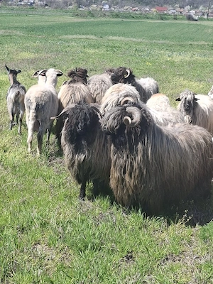 oi bune de lapte  - imagine 5