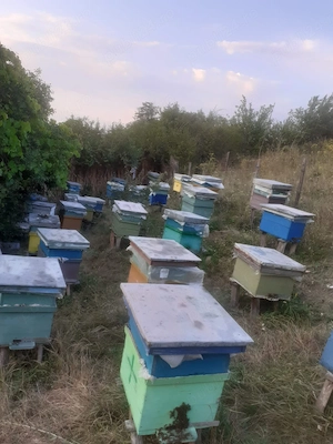 Familii de albine  stupi  