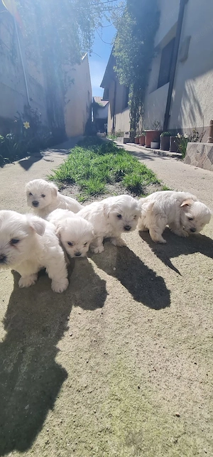 Vand catelusi bishon