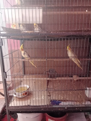 Papagali Nifa de vinzare Oltenits