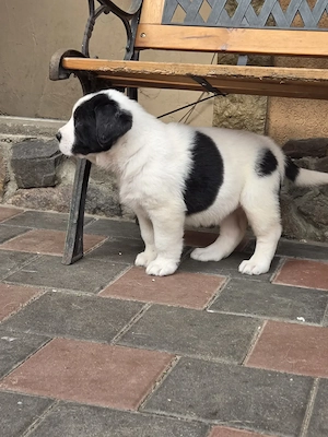 Ciobanesc asia centrala, alabai, cao