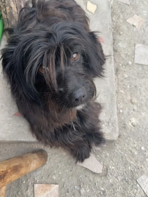 Dau la adopție cățelușă cuminte - imagine 2