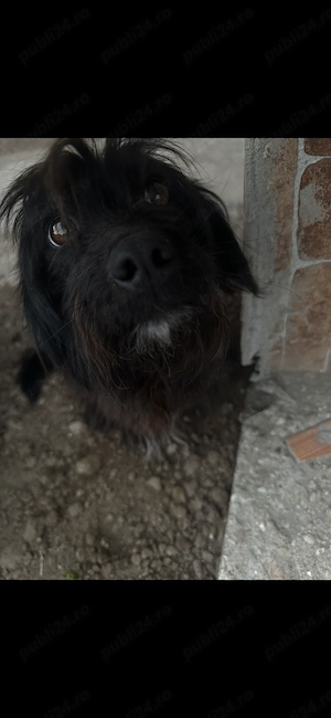 Dau la adopție cățelușă cuminte